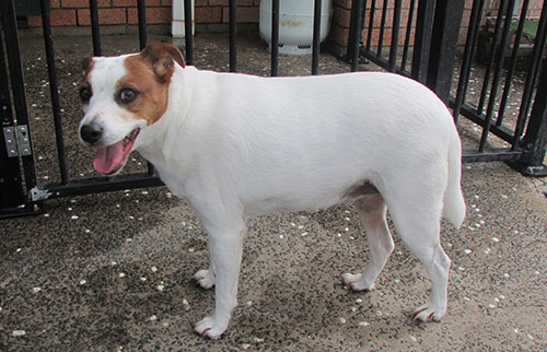maxie-jack-russell-profile-standing