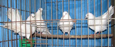 whitefantailpigeons