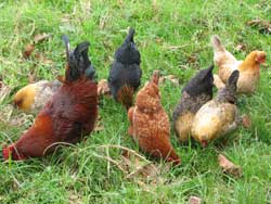 Bantam Hens and Roosters