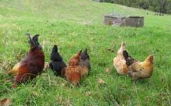 Bantam Hens and Roosters