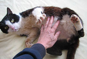scratch-tummy-tickle