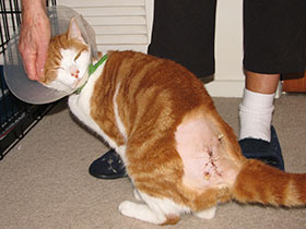 azlan-after-surgery