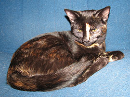 cinderella-blue-backgroun