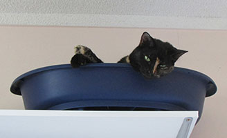 cinderella-in-ceiling-bed