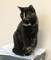 cinderella-in-the-office