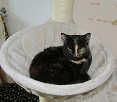 cinderella-on-climbing-frame