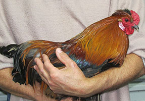 rooster-handsome