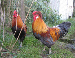 roosters-beauty--handsome-at-buntys