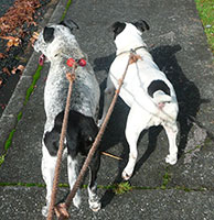 smoke--patches-on-lead