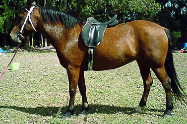 katie-horse-havan