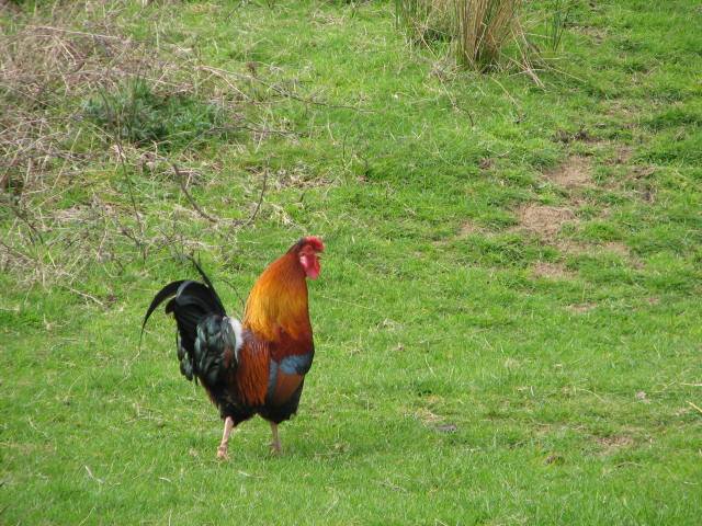 chicken rescue