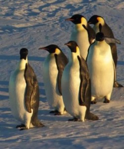 Emperor Penguin Ross Sea