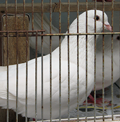 pigeon-bryan-c-close1
