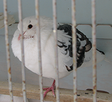 pigeon-bryan-c-marbled