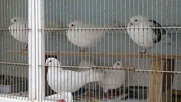 pigeons-bryan-c10