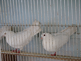 pigeons-bryan-c2
