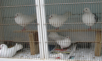pigeons-bryan-c7