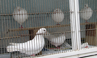 pigeons-bryan-c8
