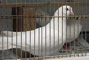 pigeons-bryan-c9