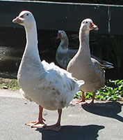 geese-cemetery-pair