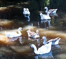 geese-cemetery-pond