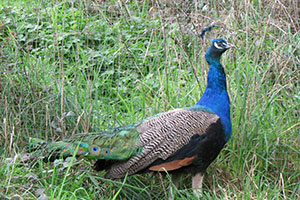 george-peacock-at-buntys