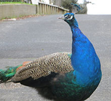 peacock-george-closeup