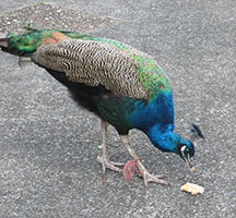 Peacock-George-eating