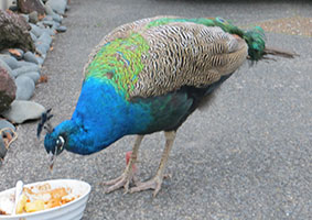 peacock-george-eating1