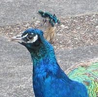 peacock-george-face-richard-r