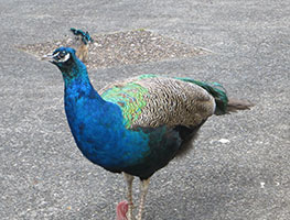 peacock-george-gorgeous-richard-r