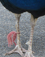 peacock-george-leg-tethered
