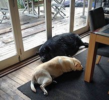 kunekune-kimmie-with-dog-indoors-kelli-b