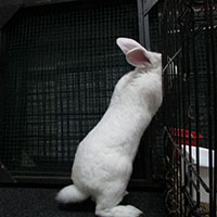 found-californian-white-rabbit-exploring-kate-c