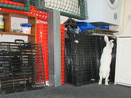 found-californian-white-rabbit-in-garage-kate-c
