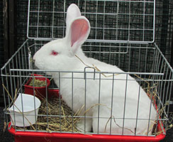found-californian-white-rabbit-kate-c