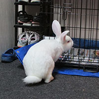 found-californian-white-rabbit-looking-about-kate-c