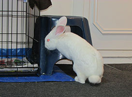 found-californian-white-rabbit-nosey-kate-c
