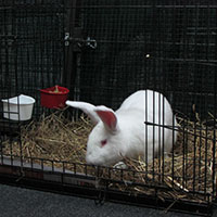 found-californian-white-rabbit-sniffing-kate-c