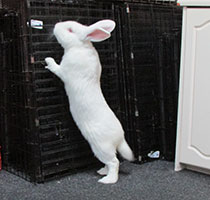 found-californian-white-rabbit-stretching-kate-c