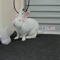 found-californian-white-rabbit-with-bag-kate-c