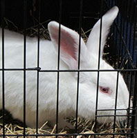 found-californian-white-rabbit
