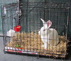 found-californian-white-rabbit1-kate-c