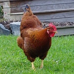 chicken1