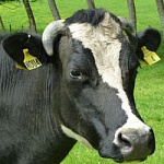 cow4
