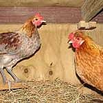 bantam_hen_and_rooster_he