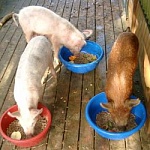 Triplet Pigs
