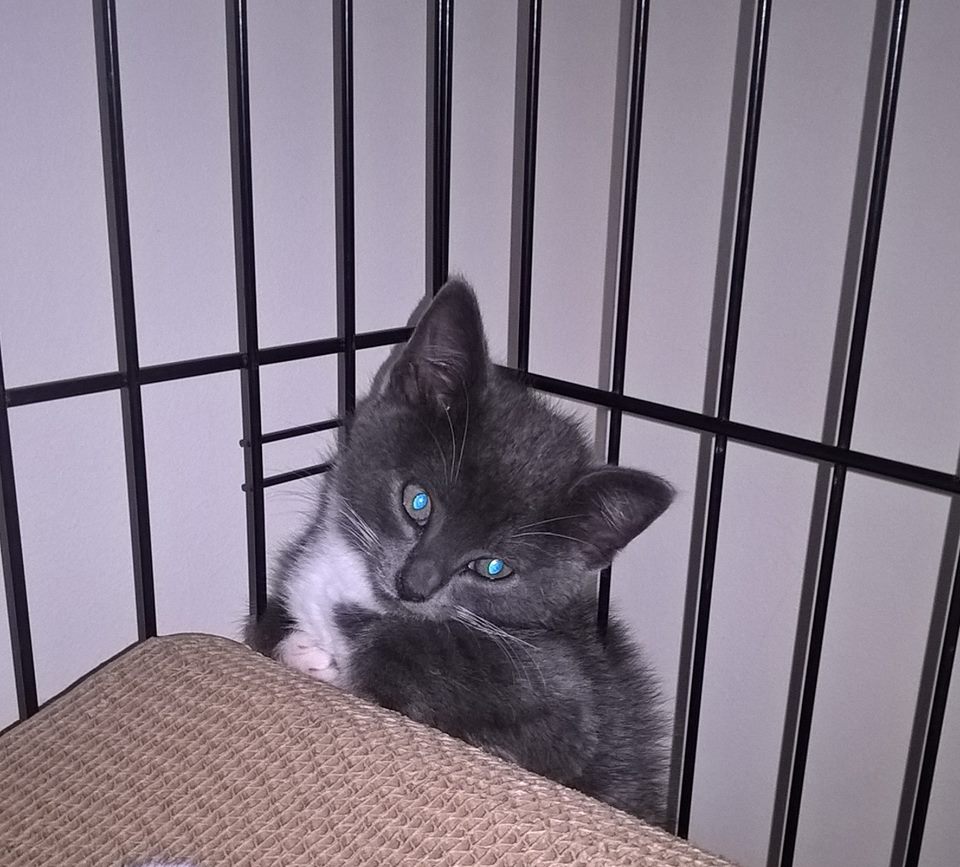 abandoned-kitten