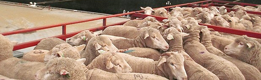 Ban live animal exports. Please sign the petition